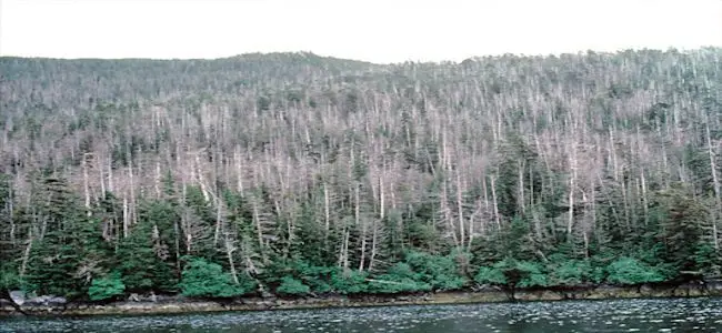 foret_08_07_2013.jpg