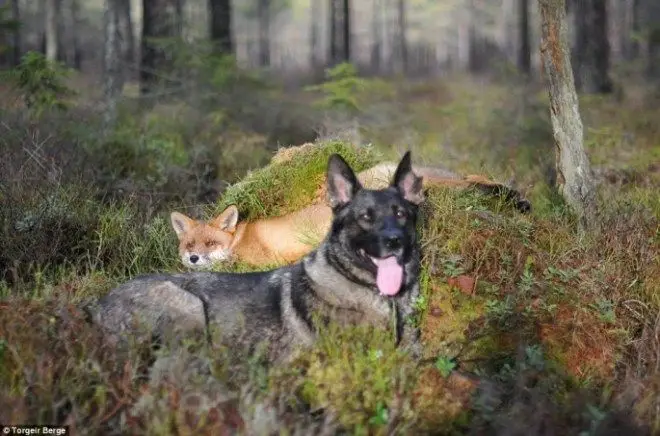 tinni-and-sniffer-04-685x453.jpg