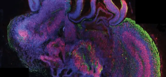 Cerveau cellulle souche 12 10 2016