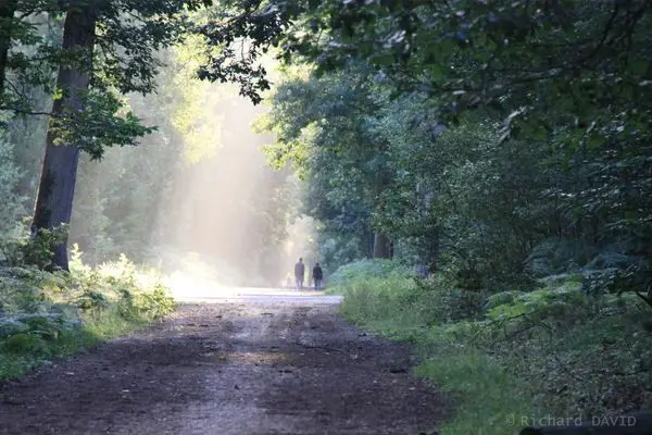 ballade_foret.jpg