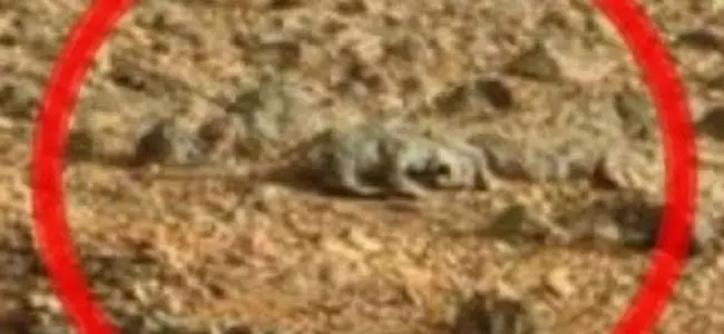 lezard_mars_01_06_2013.jpg