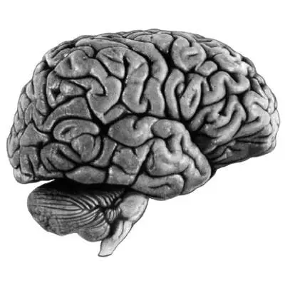 cerveau,P-B-16463-3.jpg