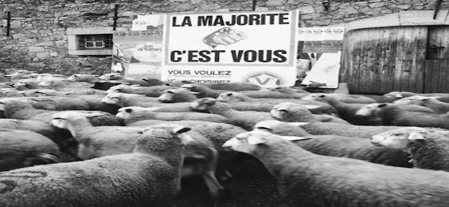 moutons_18_06_2013.jpg