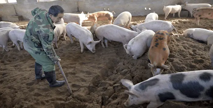 Peste porcine chine 30 04 2019