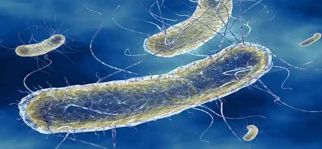 e_coli_24_07_2013.jpg