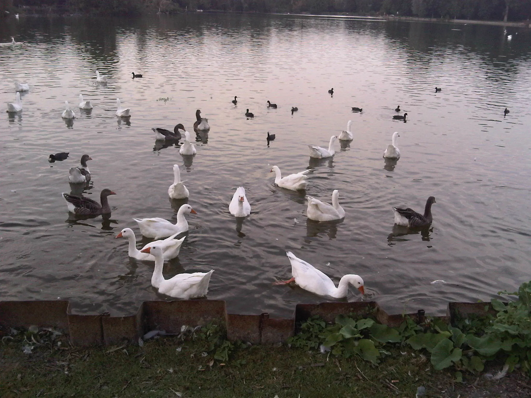 IMG00016-20120819-1954.jpg