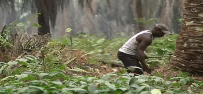 plantation bollore revolte 30 08 2016