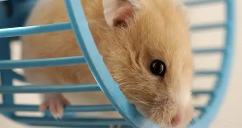 hamster_29_06_2013.jpg