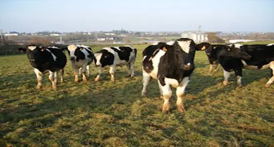boeufs.jpg