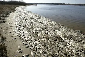fish-deaths.png