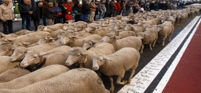 mouton_panurge_marianne.jpg