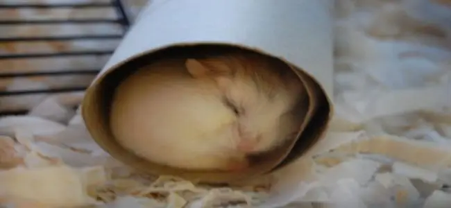 hamster_carton_09_05_2013.jpg