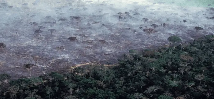 deforestation 05 06 2018