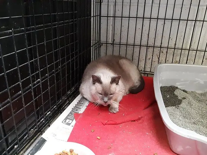 Cat3