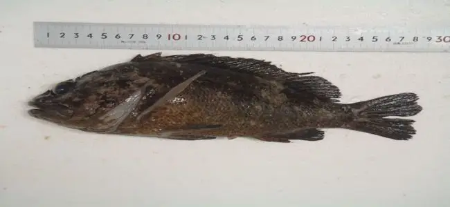 poisson_fukushima.jpg