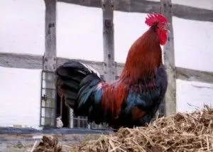 joseph-leddet-coq-gaulois-300x214.jpg