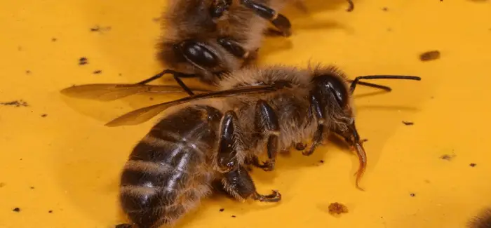 Abeilles 27 04 2018