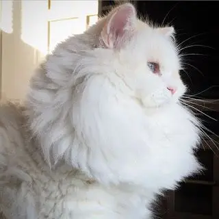 chat2.jpg