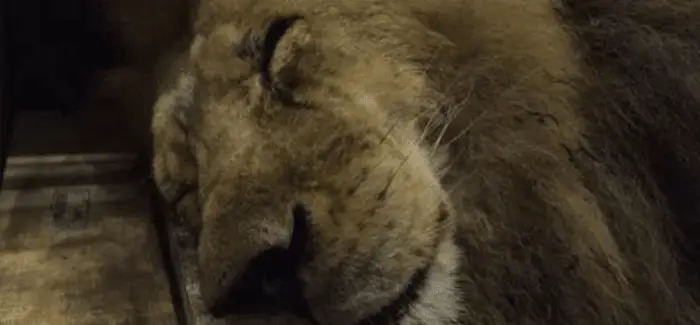 Lions 02 05 2016