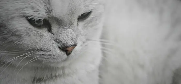 chats_ronronement_12_05_2015.jpg