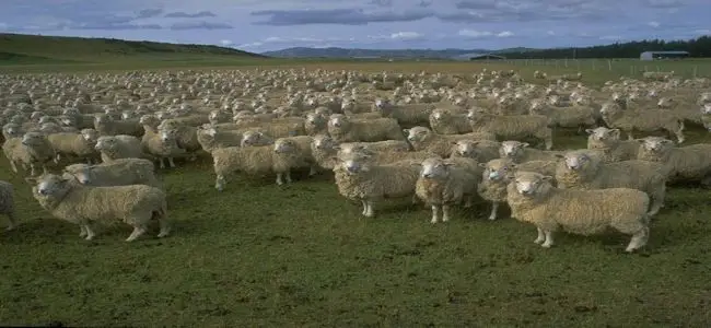 Mouton_gsm.jpg