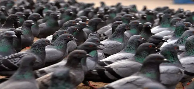 pigeons.jpg