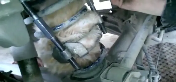 crazy_russian_cat_happy_end.jpg