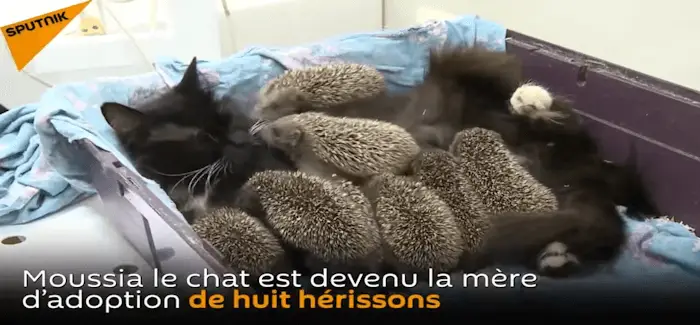 Chatte herisson 18 08 2017