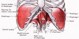 Diaphragm2.jpg