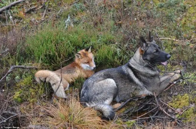 tinni-and-sniffer-08-685x453.jpg