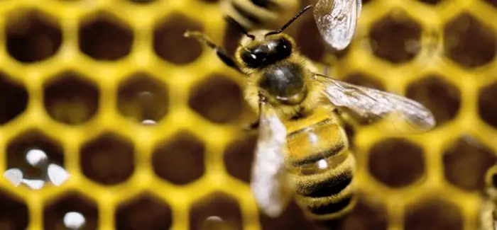 Abeilles pesticide fin 2018 23 06 2016