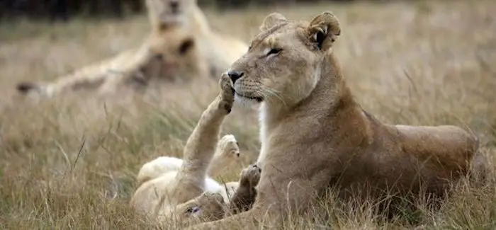 animaux_disparition_30_09_2014.jpg