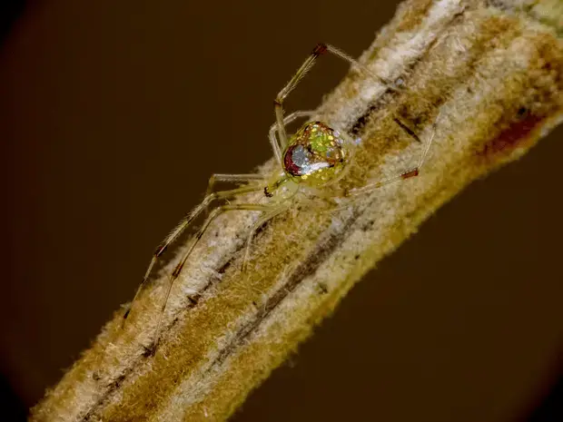 Spider4