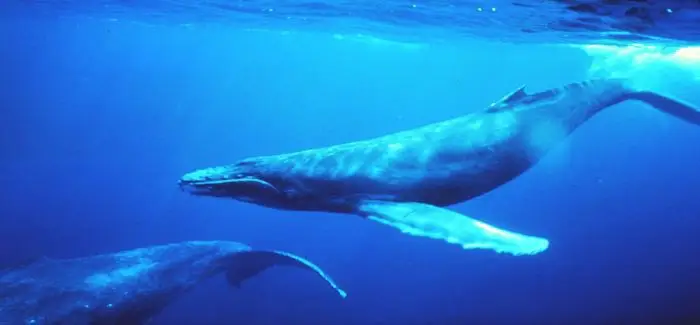 baleines.jpg