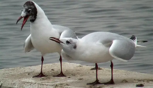 Mouette.jpg