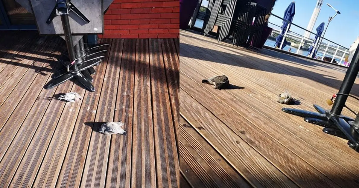 oiseaux morts rouen
