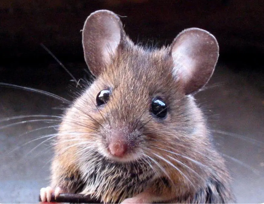petite_souris.jpg
