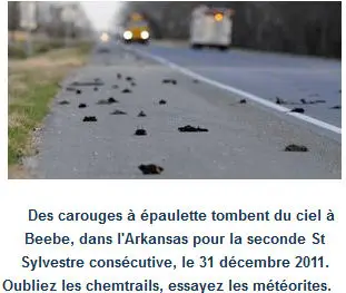mort_oiseaux.jpg