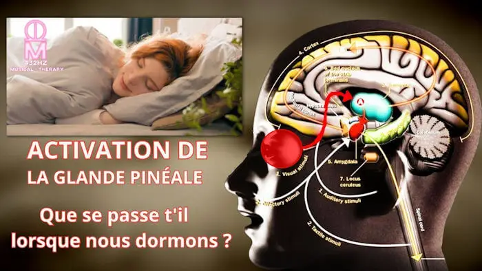 Glande pineale sommeil