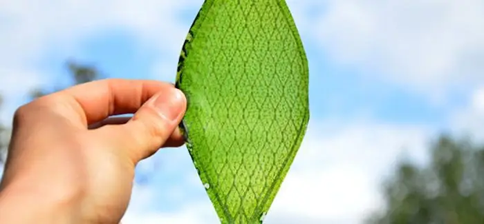 feuille_artificielle_07_08_2014.jpg