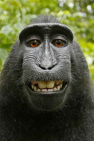 monkey33.jpg