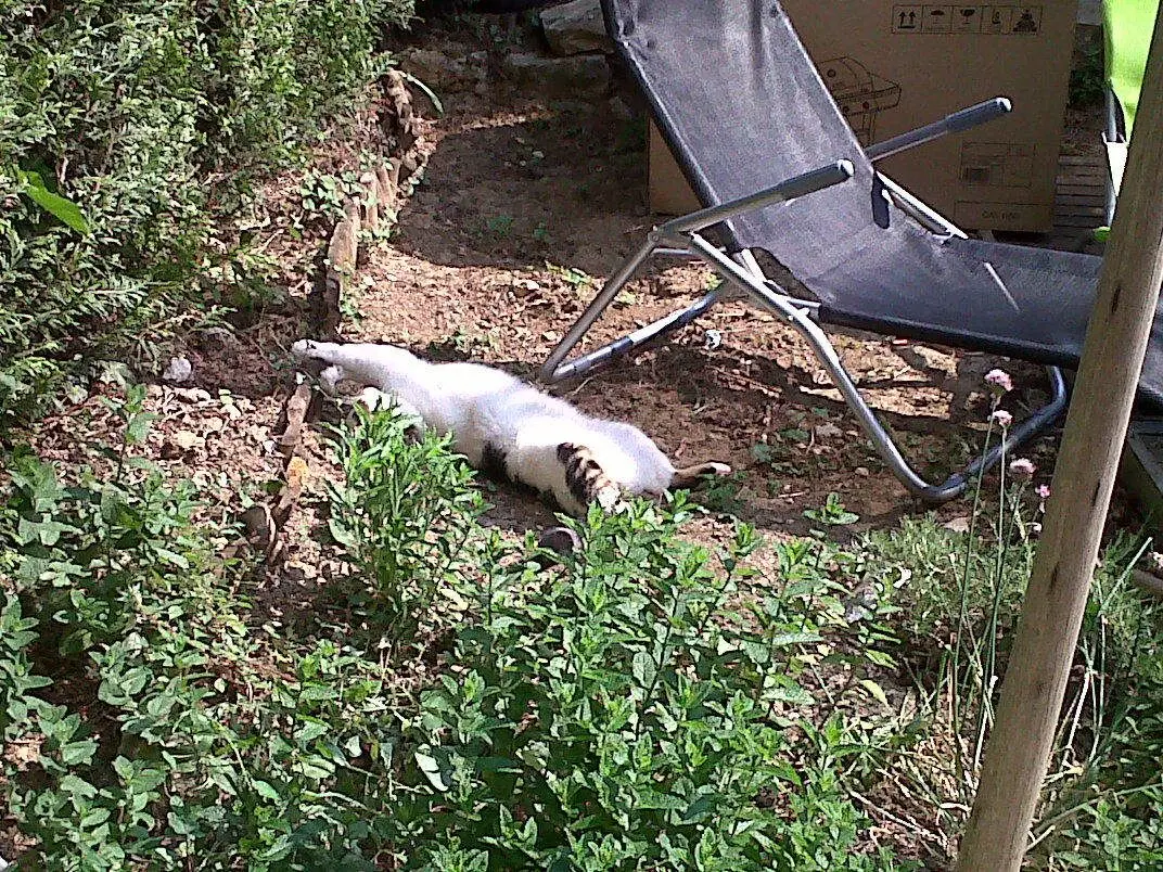 IMG00014-20110604-1036.jpg
