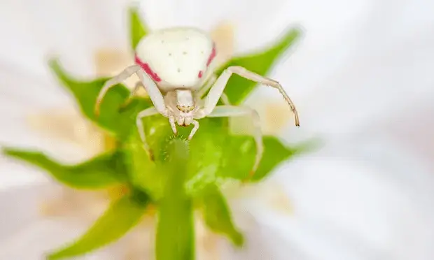 Spider8