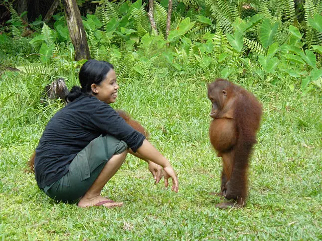 bb_orang_outang.jpg