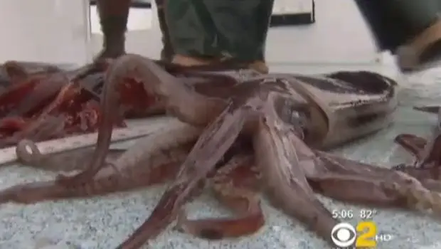 squid_620x350.jpg