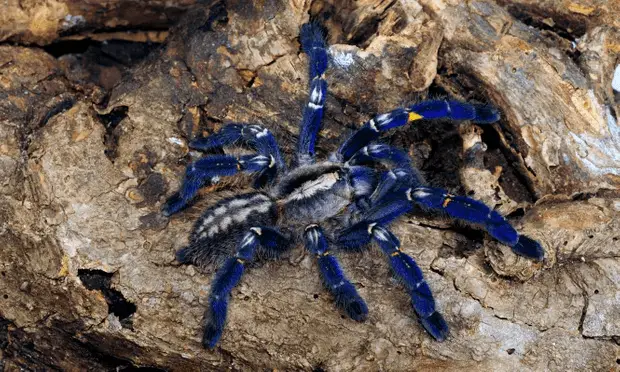 spider2
