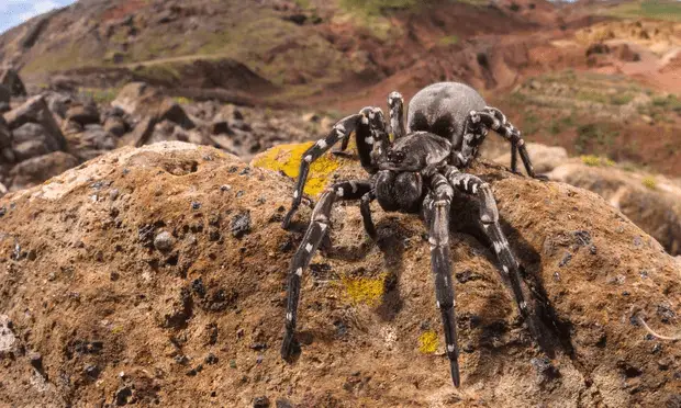 Spider9
