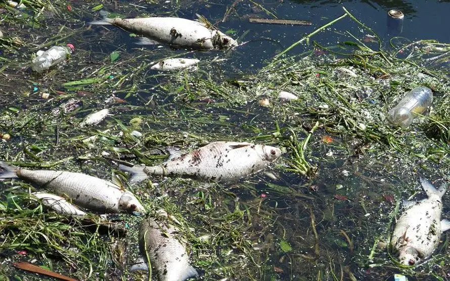 poisson seine 03 10 2019