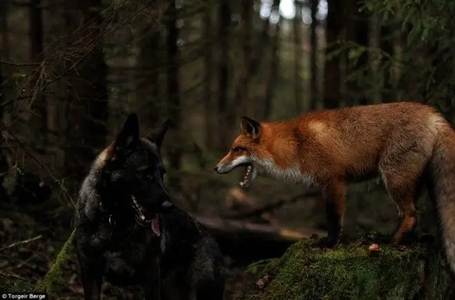 tinni-and-sniffer-06-685x453.jpg
