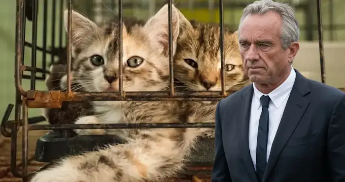 Un procès révèle que des expériences « cruelles » sur des chatons se poursuivent sous Kennedy et Trump (TLAV)